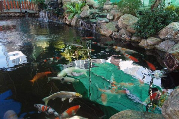 chống thấm hồ cá coi tphcm